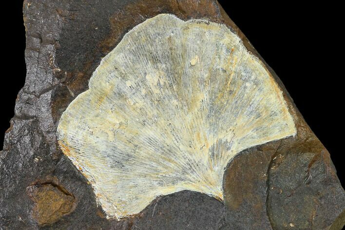 Fossil Ginkgo Leaf From North Dakota - Paleocene #148612